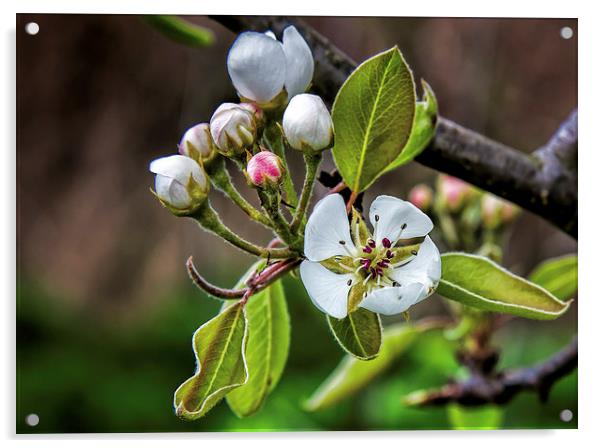 Apple blossom Acrylic by Thanet Photos