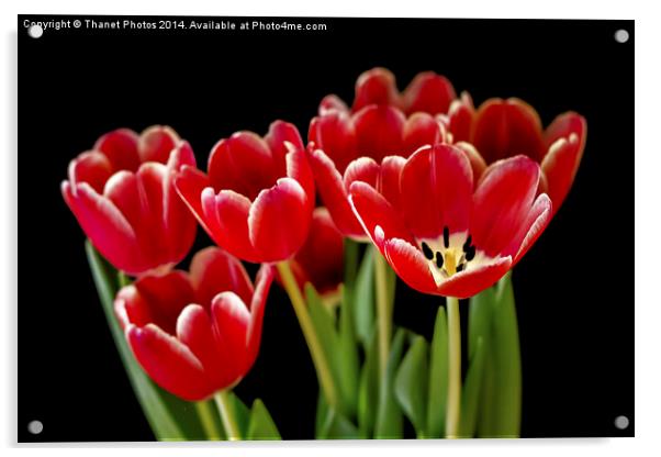 Tulips Acrylic by Thanet Photos