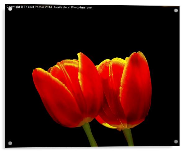 Tulip study Acrylic by Thanet Photos