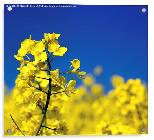 Yellow on Blue Acrylic by Thanet Photos