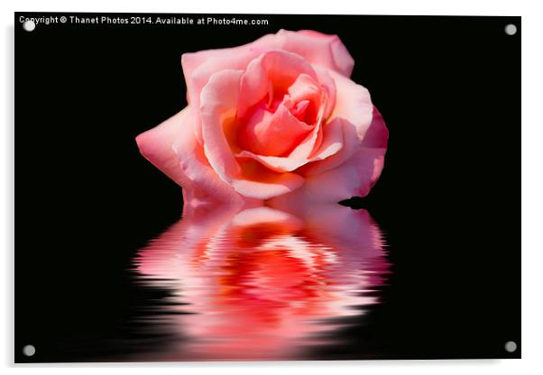 Pink rose reflections Acrylic by Thanet Photos