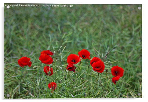 Splash of Red Acrylic by Thanet Photos