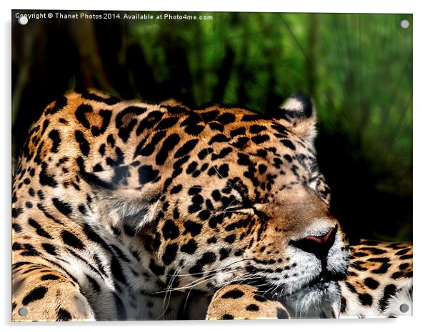  Sleeping Jaguar Acrylic by Thanet Photos