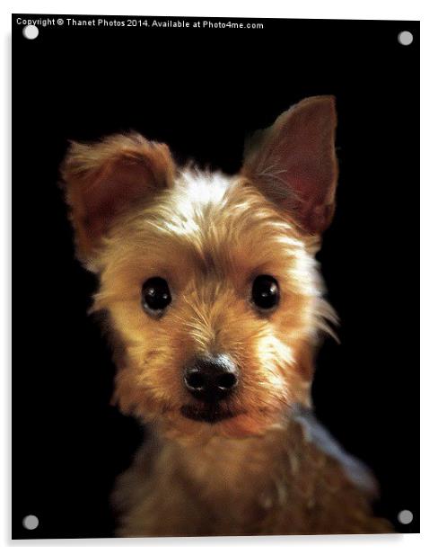  Yorkshire Terrier Acrylic by Thanet Photos