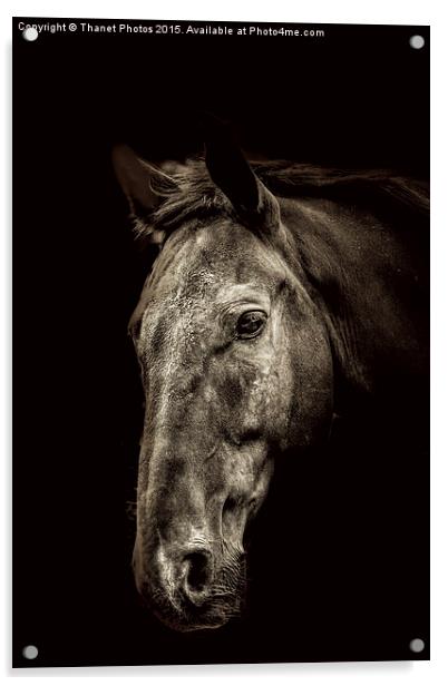  The Horse Acrylic by Thanet Photos