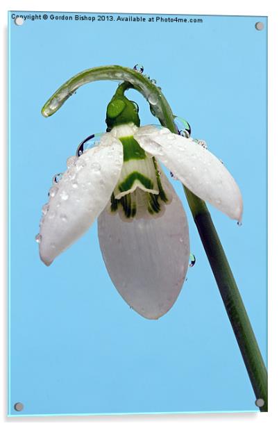 Early morning Snowdrop Acrylic by Gordon Bishop