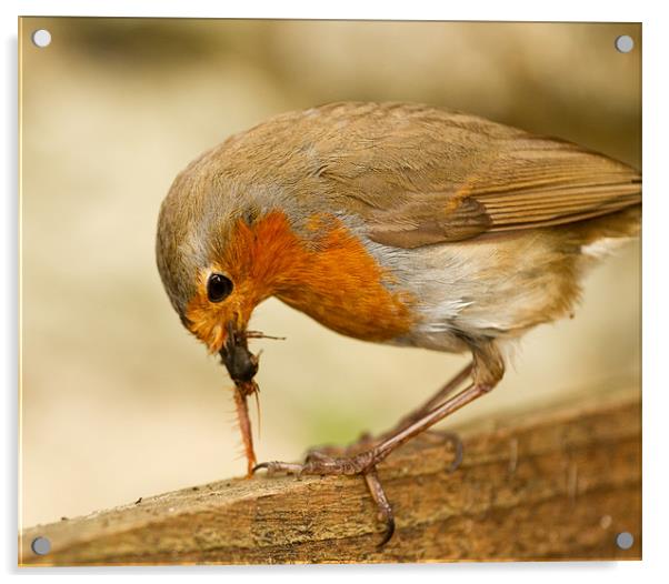 Bird Food Acrylic by Gordon Bishop