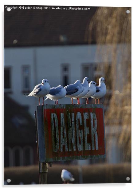 Danger Seagulls Acrylic by Gordon Bishop