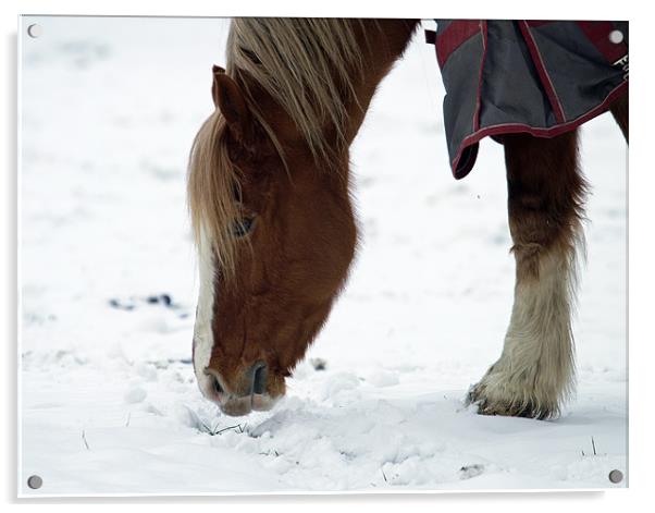 Lone Horse Acrylic by Gordon Bishop