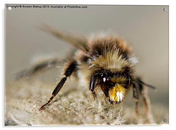 Bee have Acrylic by Gordon Bishop