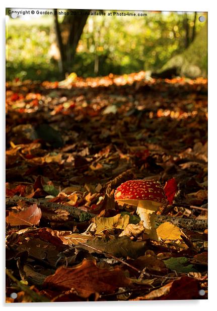 Autumn woodland Acrylic by Gordon Bishop