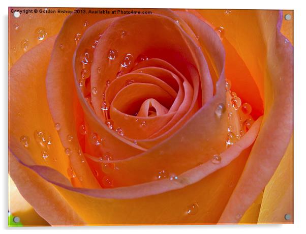 Orange Rose Acrylic by Gordon Bishop