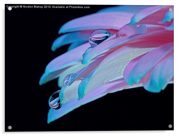 Droplets from petals Acrylic by Gordon Bishop