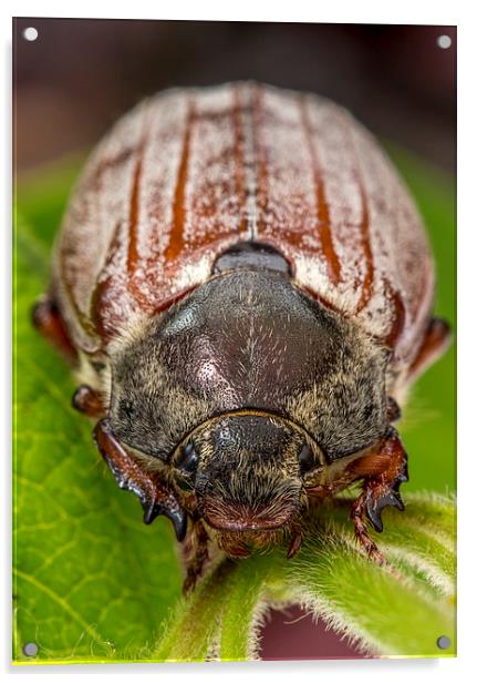 May Bug Acrylic by Gordon Bishop