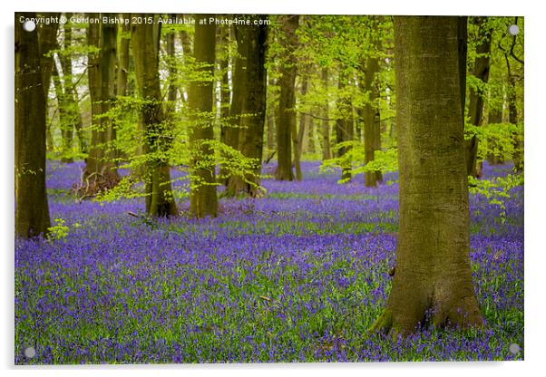  Bluebells Acrylic by Gordon Bishop