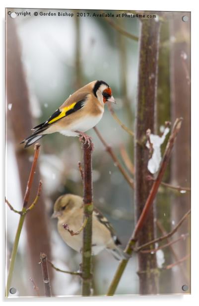 Goldfinch Christmas Acrylic by Gordon Bishop