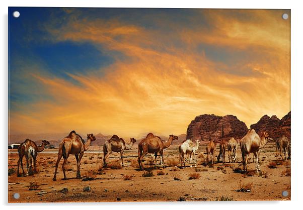 Camels in Wadi Rum Acrylic by Jelena Jovanovic