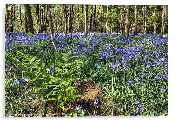 Bluebells and Ferns Acrylic by Steve H Clark
