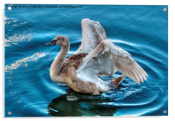 Cygnet Acrylic by Steve H Clark