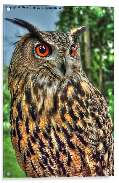 Long Eared Owl Acrylic by Steve H Clark