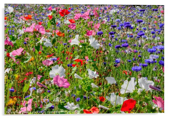 Colourful Wildflower Meadow Acrylic by Steve H Clark