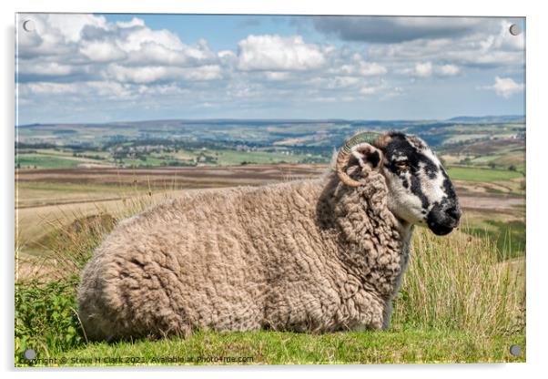 Sheep on the Moor Acrylic by Steve H Clark