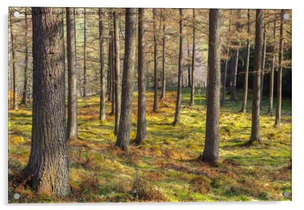 Forrest in Glen Tilt  Perthshire Scotland Acrylic by Peter Stuart