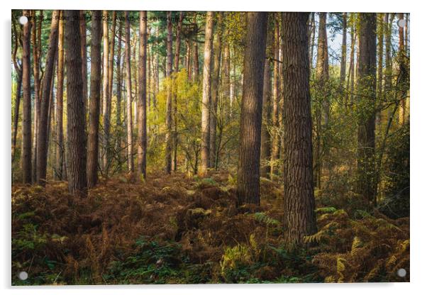 An autumnal walk around Delamere Forrest in Cheshire Acrylic by Peter Stuart