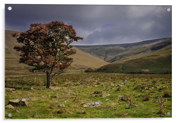 Lonely Tree on Cross Fell Acrylic by Peter Stuart