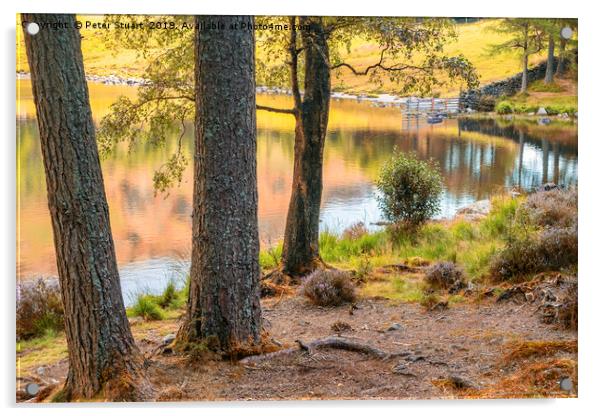Blea Tarn, Langdale, Lake District Acrylic by Peter Stuart