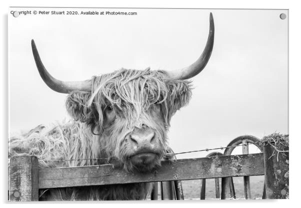 Helifield Highland Cattle Acrylic by Peter Stuart