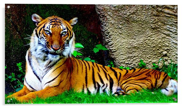 Tiger, Tiger Burning Bright Acrylic by Kabir Bakie