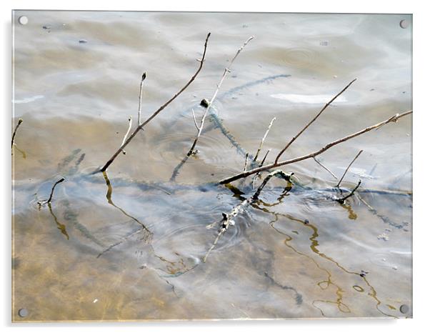Branches in water Acrylic by Samantha Daniels