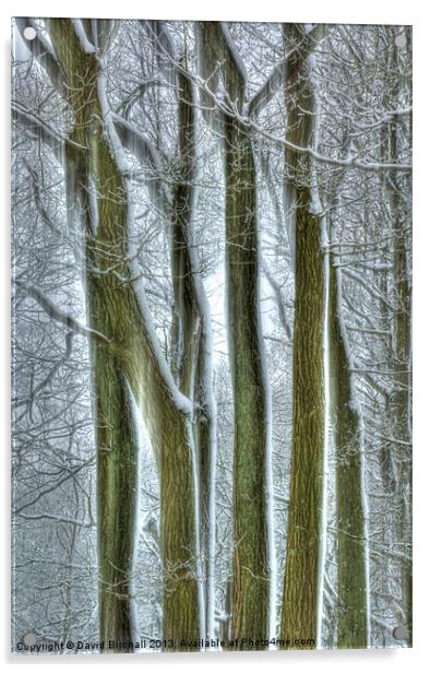 Forest Winter Sentinels Acrylic by David Birchall