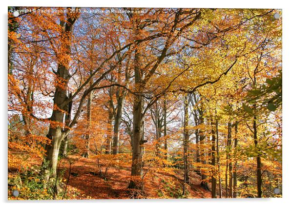 Autumn Colour in Derbyshire Acrylic by David Birchall
