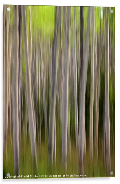 Abstract Aspens in Canada Acrylic by David Birchall