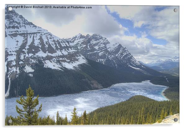 Peyto Lake Canada Acrylic by David Birchall