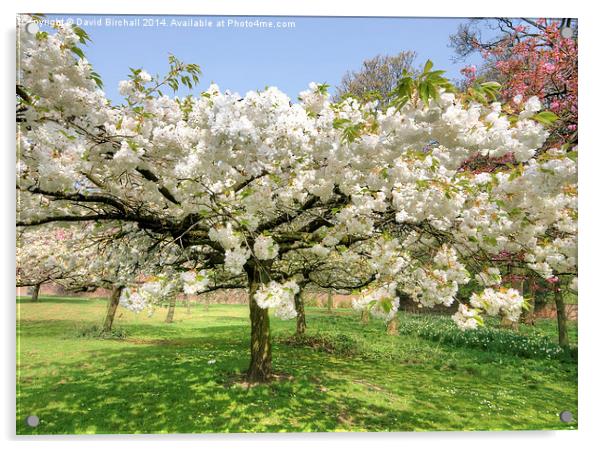 White April Blossom Acrylic by David Birchall