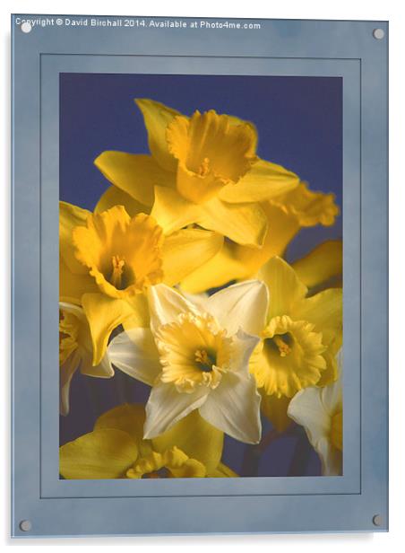 Daffodils Acrylic by David Birchall