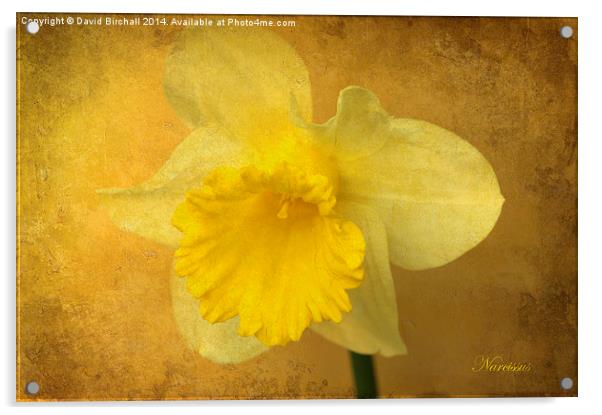 Daffodil Narcissus Acrylic by David Birchall