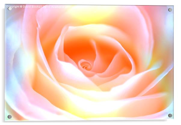  Pastel Rose Acrylic by David Birchall