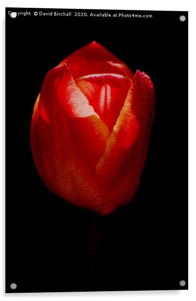 Textured Tulip Acrylic by David Birchall