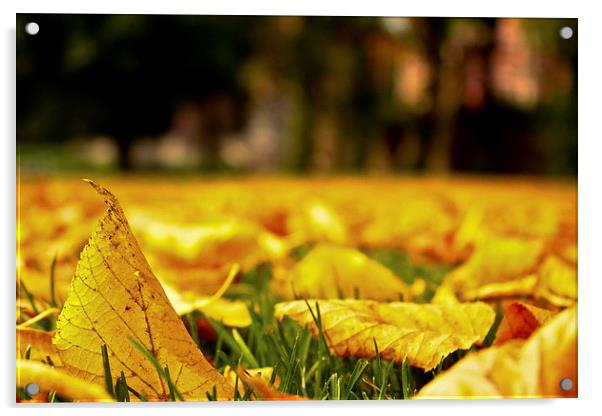 Autumn Fallen Leaves Acrylic by Helen Holmes