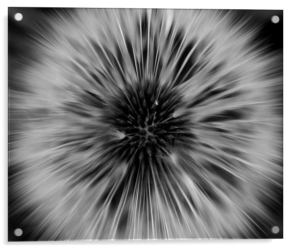 Black and White Dandelion Acrylic by Helen Holmes