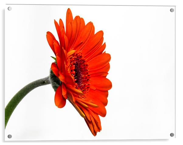  Vibrant Orange Gerbera Acrylic by Helen Holmes