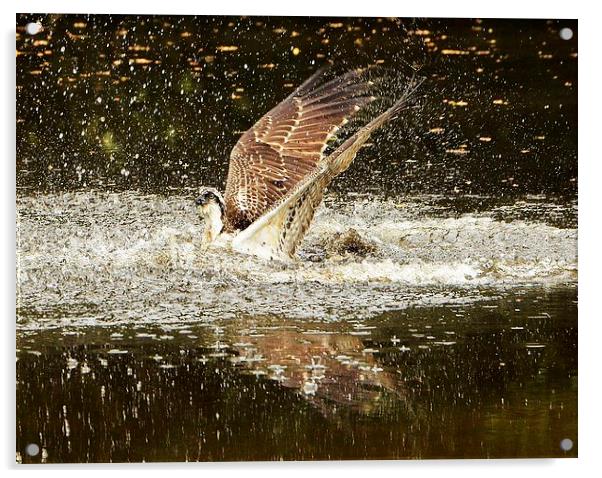 Osprey Fishing Acrylic by Alan Sutton