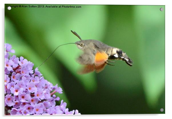 Hummingbird Hawk Moth feeding Acrylic by Alan Sutton