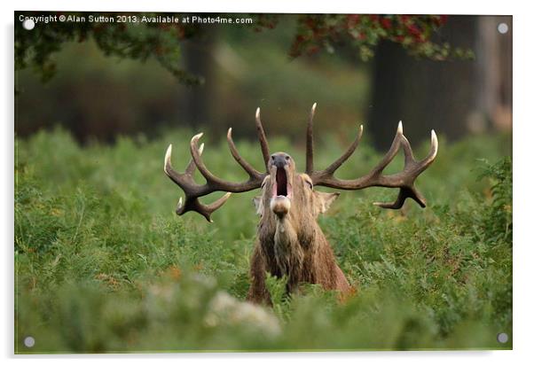 The Roar of the wild ! Acrylic by Alan Sutton