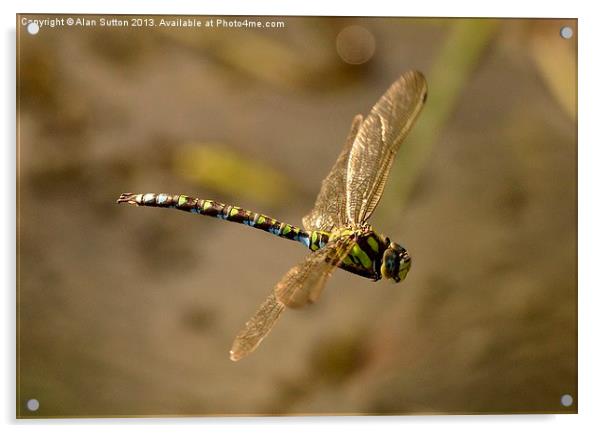 Dragonfly Airbourne ! Acrylic by Alan Sutton