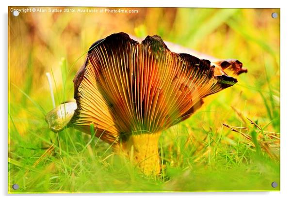 Autumnal Fungi Acrylic by Alan Sutton
